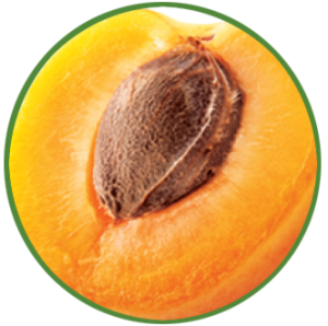 APRICOT